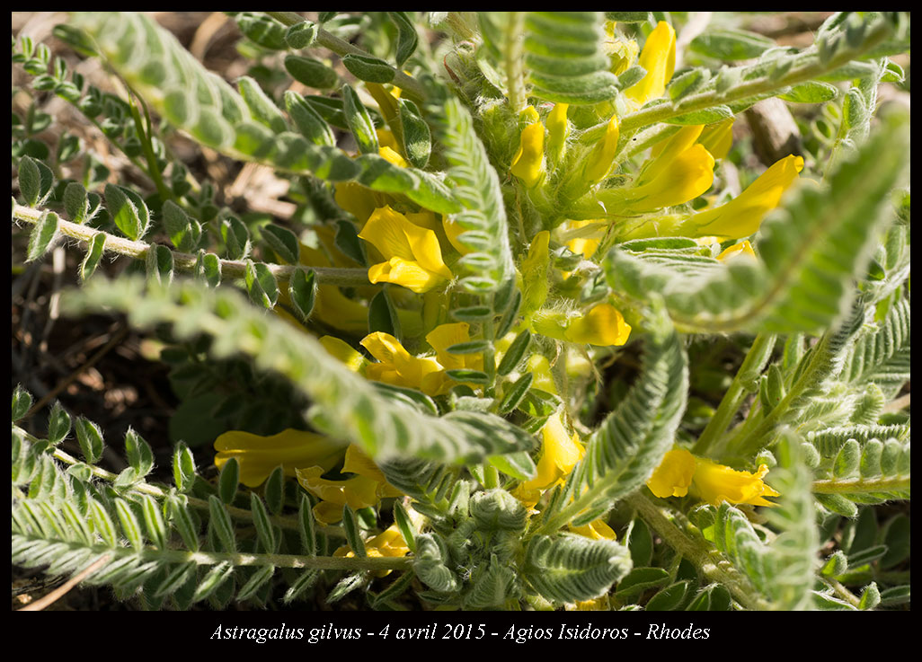 Astragalus gilvus